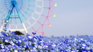Ferris wheel blue flowers background - a ferris free wallpaper for desktop