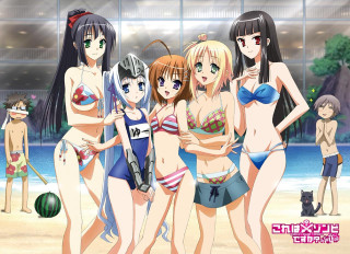 Women bathing suits beach cat - a cat in the background free wallpaper