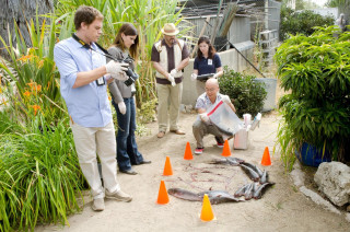People fish garden orange cones - a fish free wallpaper