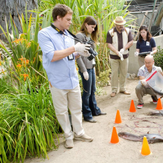 Group people pond orange cones - free bird wallpaper for tablet