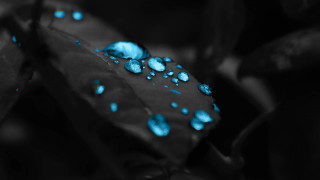 Leaf blue drops water surface 2 - a leaf free wallpaper