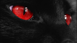 Black cat red eyes black 2 - a black cat free wallpaper for desktop