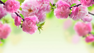 Pink flowers bouquet green leaves - green leaf free wallpaper for desktop