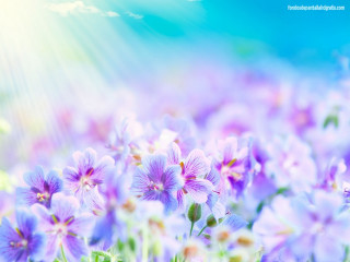 Purple flowers sunlight clouds blue - florence engelbach free wallpaper