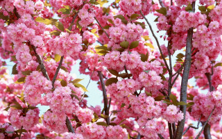 Pink flower tree blue sky 7 - boetius adamsz bolswert free wallpaper for desktop