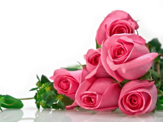 Pink roses table white wall - pink rose free wallpaper for desktop