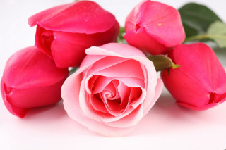 Pink rose white surface green - single free wallpaper