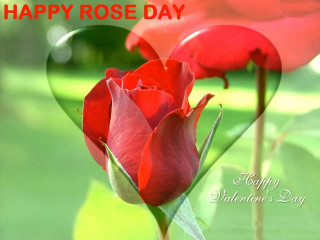 Red rose green field heart - felipe seade free wallpaper