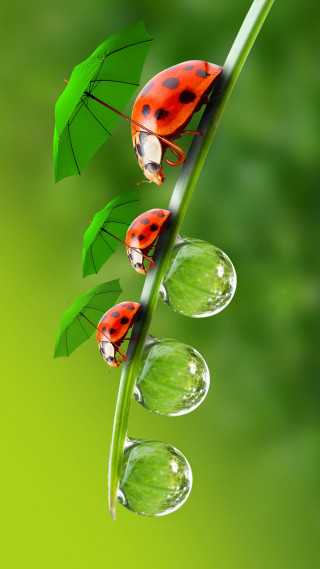 Three ladybugs green plant umbrellas - umbrella free wallpaper