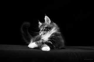 Cat sitting bed black background - its paw free wallpaper for desktop