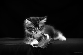 Kitten feather table blackwhite monochrome - a feather free wallpaper