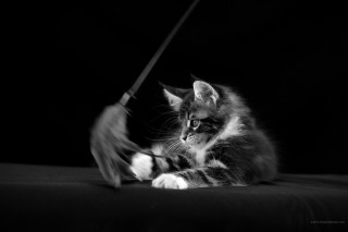 Kitten playing toy bed dark - the dark room free wallpaper