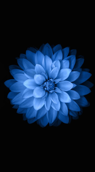 Blue flower dark background image - the dark background free wallpaper for mobile