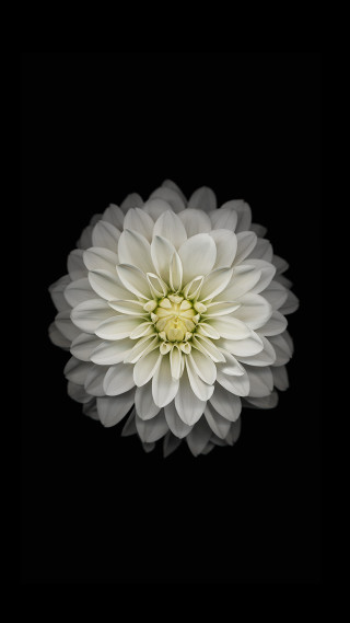 White flower dark background black - ambient occlusion free wallpaper for mobile