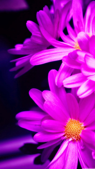 Purple flowers closeup black background - ammi phillips free wallpaper for mobile