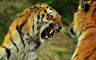 Tigers fighting zoo enclosure wildlife - two tiger free wallpaper