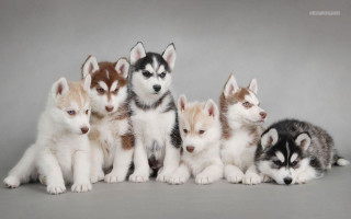 Husky puppies group sitting gray - husky free wallpaper for desktop