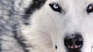 Husky blue eyes nose ring 3 - a black nose and nose ring free wallpaper