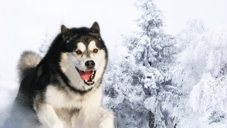 Husky running snow forest tree - forest free wallpaper