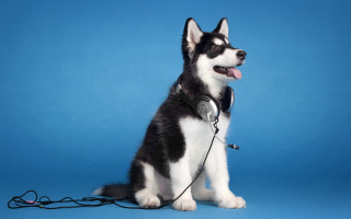 Husky dog headphones sitting blue - husky free wallpaper