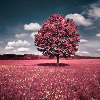 Tree field sky background clouds 3 - florianne becker free wallpaper for tablet