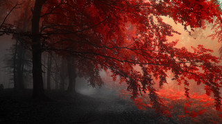 Red tree forest fog light - mist free wallpaper for desktop