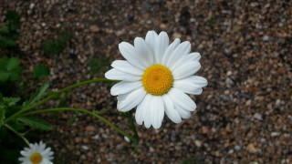 White flower yellow center macro 14 - a white flower free wallpaper