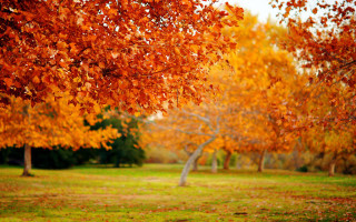 Park orange leaves bench trees - orange leaf free wallpaper