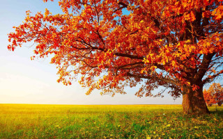 Red leaves tree grassy field 2 - grass and trees free wallpaper