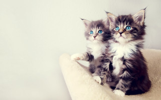 Kittens cat bed blue eyes 4 - rococo free wallpaper
