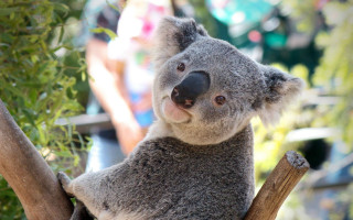 Koala sitting tree people background - aloysius okelly free wallpaper