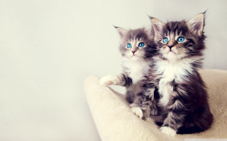 Kittens cat bed blue eyes 5 - rococo free wallpaper