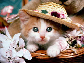 Kitten hat basket flowers teddy 6 - beatrix potter free wallpaper