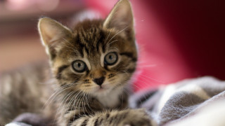 Small kitten blanket curious look - curious free wallpaper