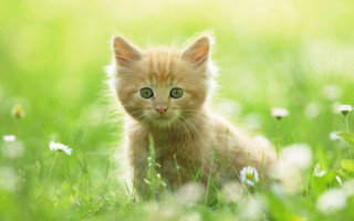 Small kitten in grass green - small free wallpaper for desktop