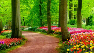Forest path flower filled trees - the side of the path free wallpaper