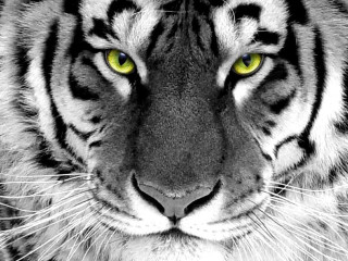 Tiger yellow eyes black background 2 - white stripe free wallpaper