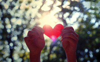 Person holding heart forest background - a forest background free wallpaper