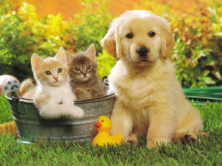 Dog kittens bucket grass rubber 3 - three kitten free wallpaper