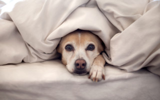 Dog lying under blanket bed - furry free wallpaper