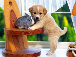 Puppy rabbit sitting on chair 2 - a window in the background free wallpaper