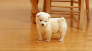 Small white dog wooden floor 5 - a small white dog free wallpaper for desktop
