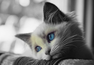 Cat blue eyes couch serious - a cat free wallpaper for desktop