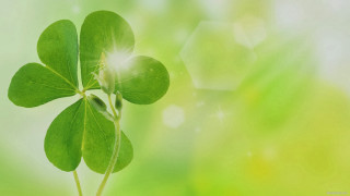Four leaf clover green blurry - denis eden free wallpaper