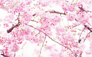 Pink flower tree sakura blossoms 2 - lot free wallpaper for desktop