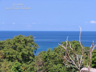 Ocean view hilltop trees foreground - free beach wallpaper for desktop