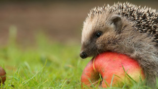 Hedgehog apple grass nature blurry - a hedgehog free wallpaper