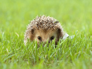 Hedgehog hiding grass sad look - a hedgehog free wallpaper