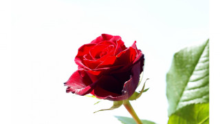 Red rose green leaf blurry - a green leaf in the foreground free wallpaper