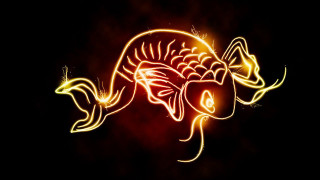 Long tail fish tail like - lostfish free wallpaper for desktop